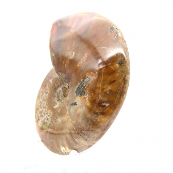 Polished Ammonite Fossil - Natural Stone from Madagascar for Collectors