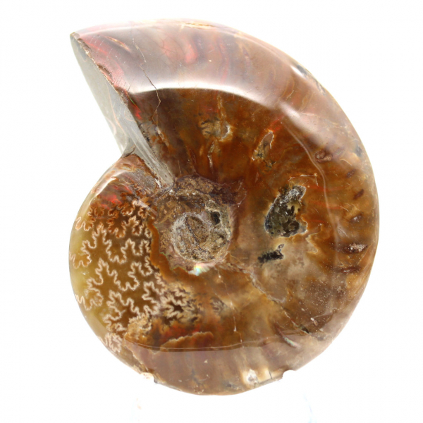Polished Ammonite Fossil - Natural Stone from Madagascar for Collectors