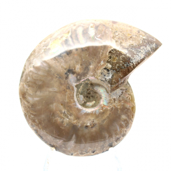 Polished Fossil Ammonite - Decoration and Paleontological Science