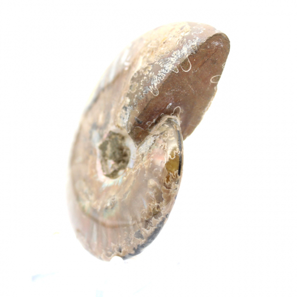 Polished Fossil Ammonite - Decoration and Paleontological Science