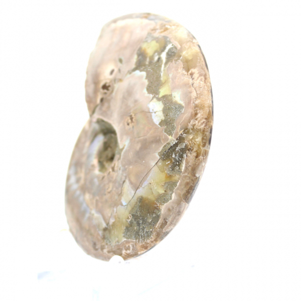 Polished Fossil Ammonite - Decoration and Paleontological Science