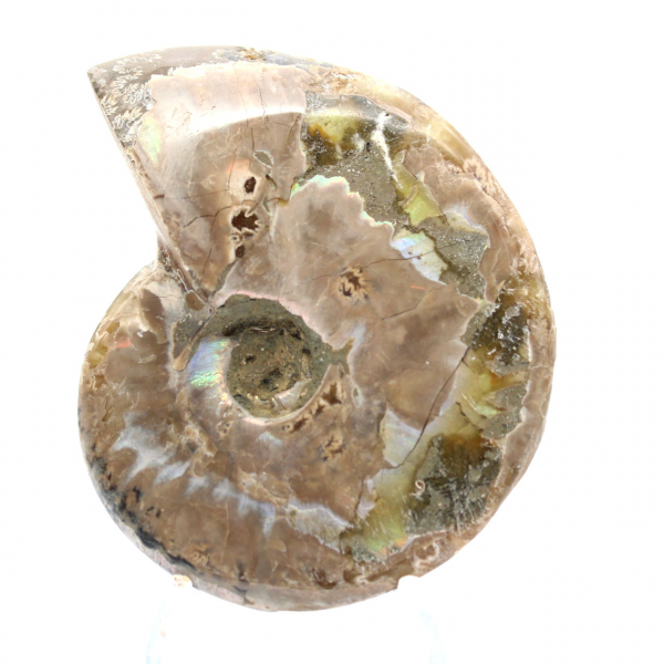 Polished Fossil Ammonite - Decoration and Paleontological Science