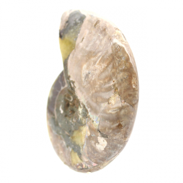 Polished Fossil Ammonite - Magnificent Natural Stone for Decoration