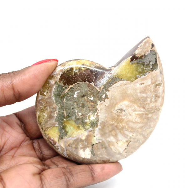 Polished Fossil Ammonite - Magnificent Natural Stone for Decoration