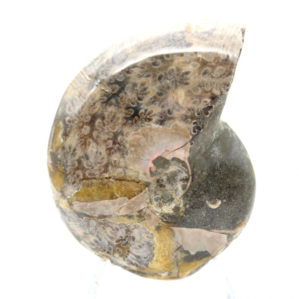 High-Quality Polished Fossil Ammonite - Natural Decorative Piece