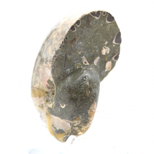 High-Quality Polished Fossil Ammonite - Natural Decorative Piece