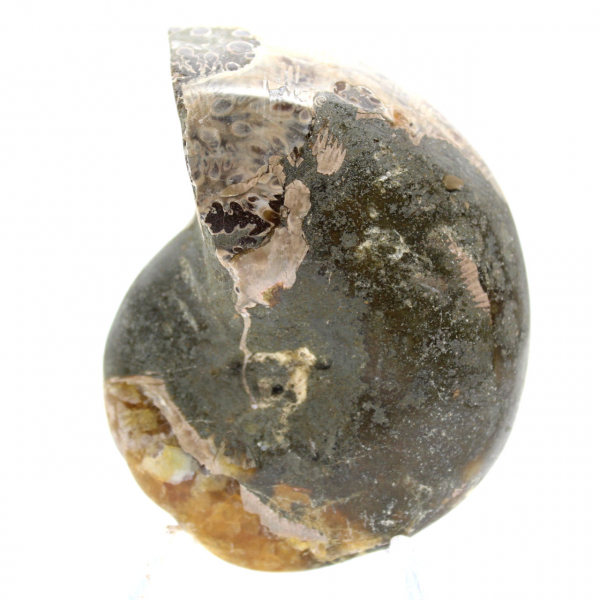 High-Quality Polished Fossil Ammonite - Natural Decorative Piece