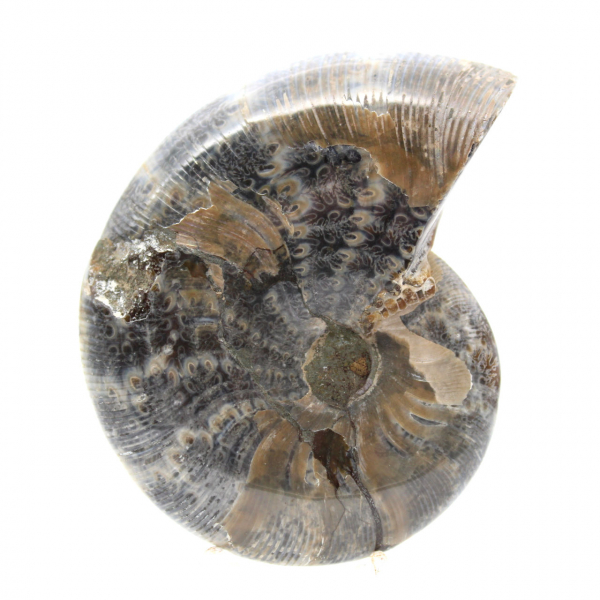 Polished Fossil Ammonite from Madagascar - Small Specimen