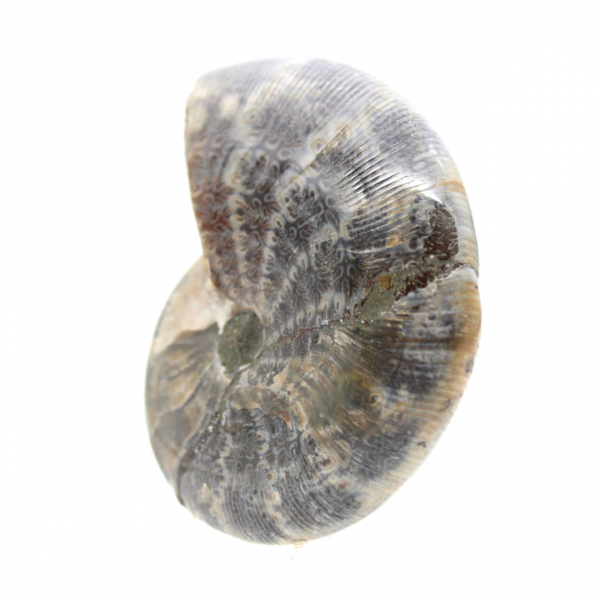Polished Fossil Ammonite from Madagascar - Small Specimen
