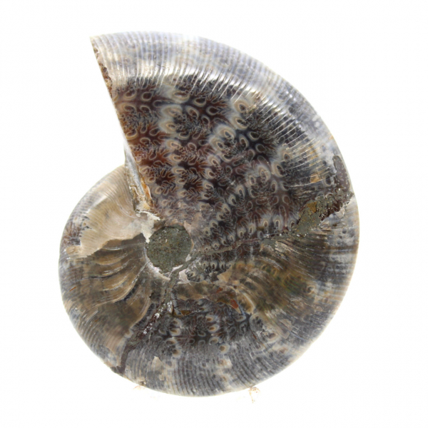 Polished Fossil Ammonite from Madagascar - Small Specimen