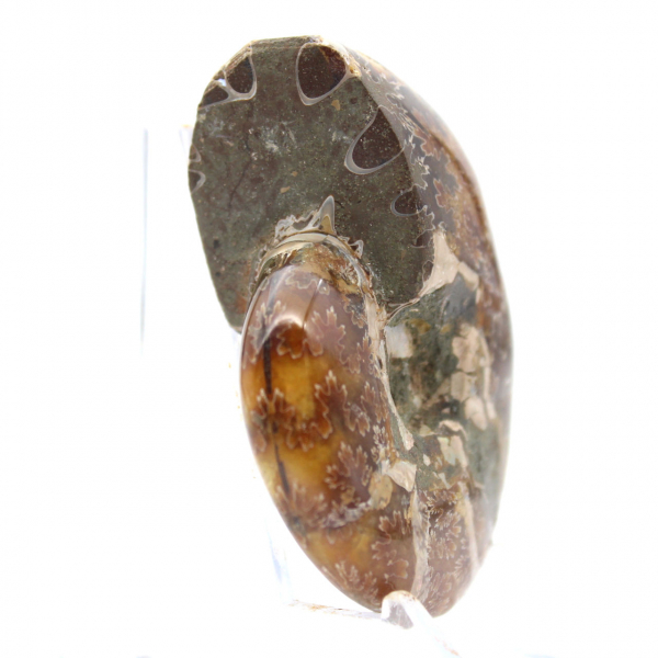 Small Polished Ammonite Fossil from Madagascar - Authenticity Guaranteed