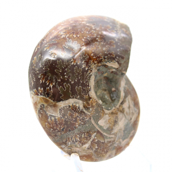 Small Polished Ammonite Fossil from Madagascar - Authenticity Guaranteed