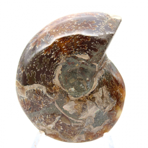 Small Polished Ammonite Fossil from Madagascar - Authenticity Guaranteed