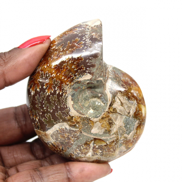 Small Polished Ammonite Fossil from Madagascar - Authenticity Guaranteed