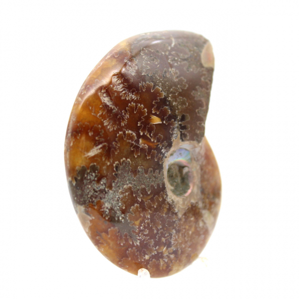 Polished Ammonite - Fossil from Madagascar for Collection and Decoration (60g)