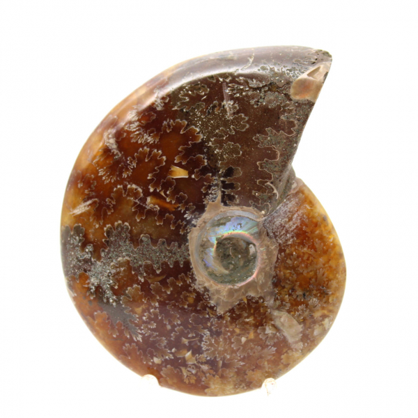 Polished Ammonite - Fossil from Madagascar for Collection and Decoration (60g)
