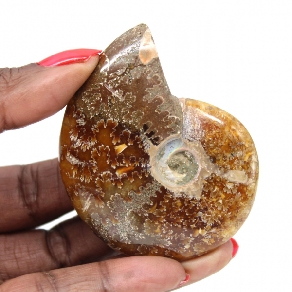 Polished Ammonite - Fossil from Madagascar for Collection and Decoration (60g)