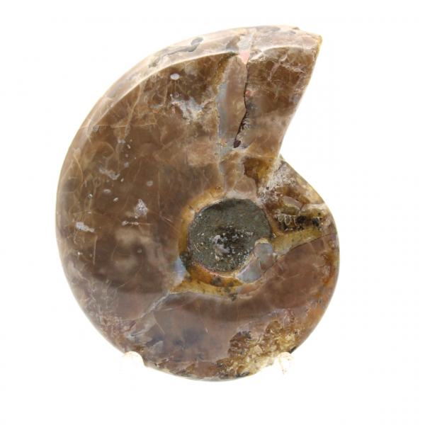 Smallest Polished Ammonite - Fossil from Madagascar (35g)