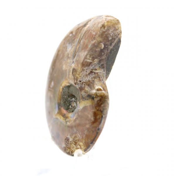 Smallest Polished Ammonite - Fossil from Madagascar (35g)