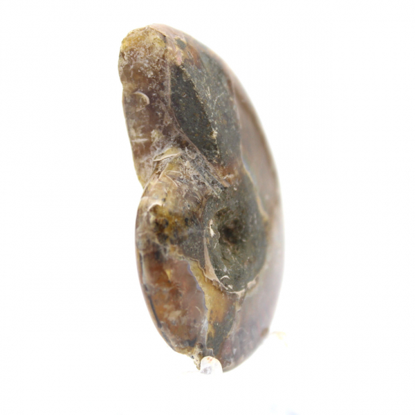 Smallest Polished Ammonite - Fossil from Madagascar (35g)