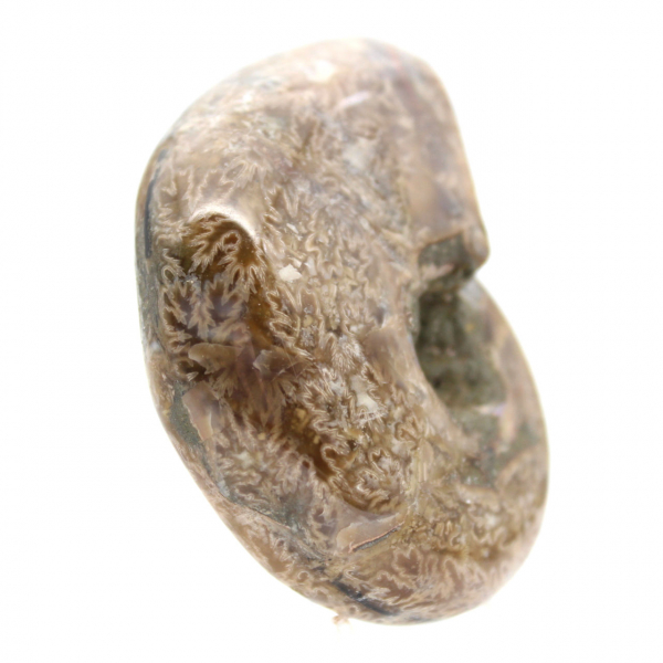 Polished Ammonite for Collectors - Fossil Treasure from Madagascar (100g)