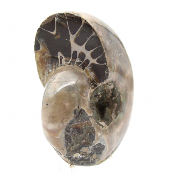 Polished Ammonite - Small Collector's Specimen from Madagascar (80g)