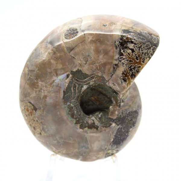 Polished Ammonite - Small Collector's Specimen from Madagascar (80g)
