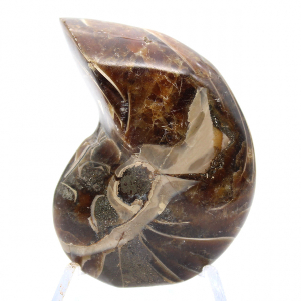 Polished Ammonite - Narrow Collection Specimen from Madagascar (120g)