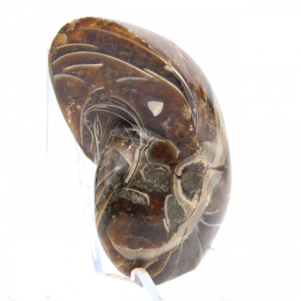 Polished Ammonite - Narrow Collection Specimen from Madagascar (120g)