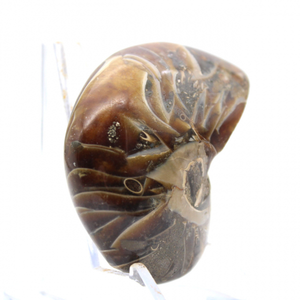 Polished Ammonite - Narrow Collection Specimen from Madagascar (120g)