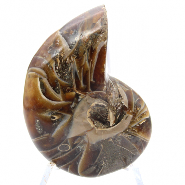 Polished Ammonite - Narrow Collection Specimen from Madagascar (120g)