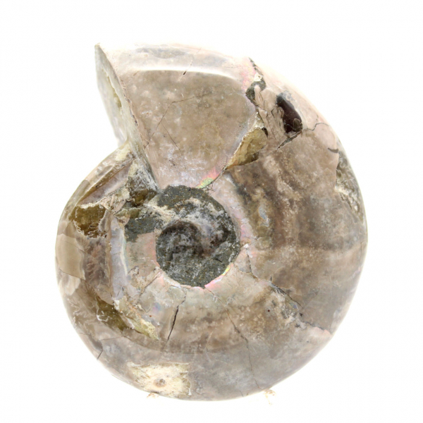 Small Polished Ammonite Fossil - Natural Stone of Geological History