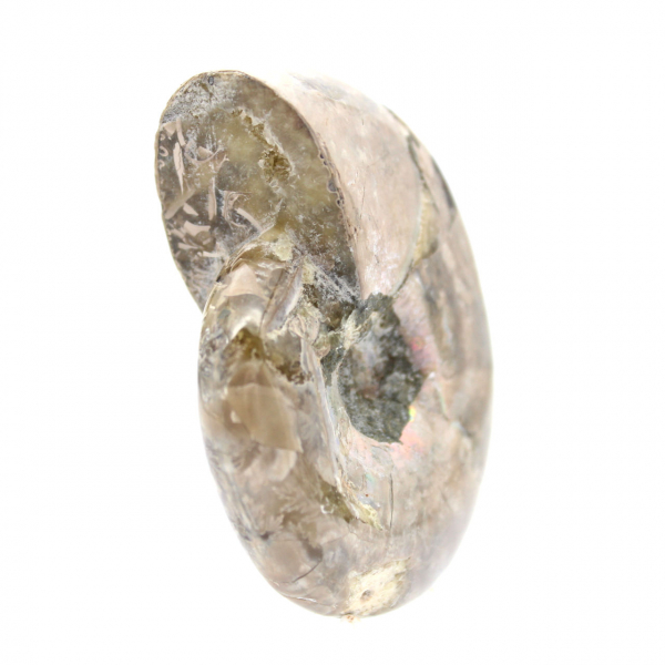 Small Polished Ammonite Fossil - Natural Stone of Geological History
