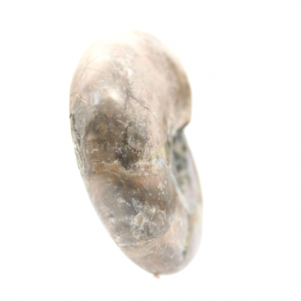 Small Polished Ammonite Fossil - Natural Stone of Geological History