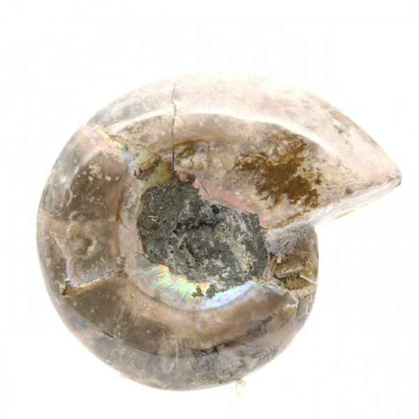 Small Polished Ammonite Fossil - Natural Stone of Geological History