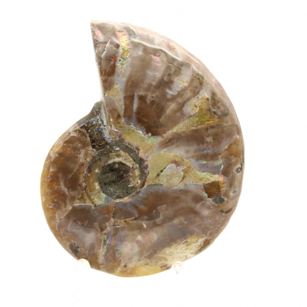 Polished Fossil Ammonite from Madagascar - Collectible Miniature (45g)