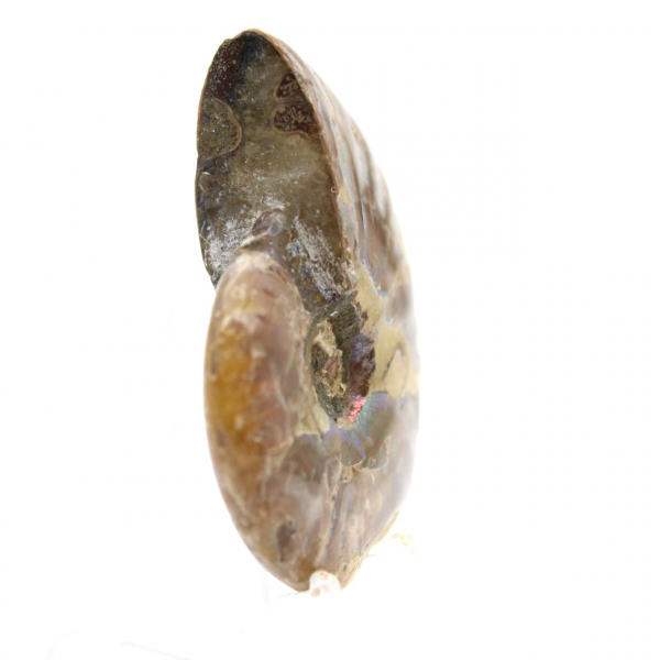 Polished Fossil Ammonite from Madagascar - Collectible Miniature (45g)