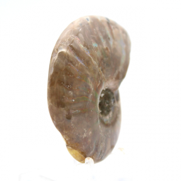 Polished Fossil Ammonite from Madagascar - Collectible Miniature (45g)