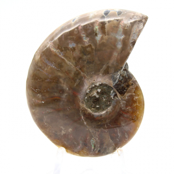 Polished Fossil Ammonite from Madagascar - Collectible Miniature (45g)