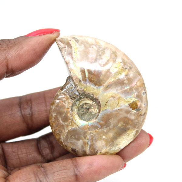 Polished Fossil Ammonite from Madagascar - Collectible Miniature (45g)