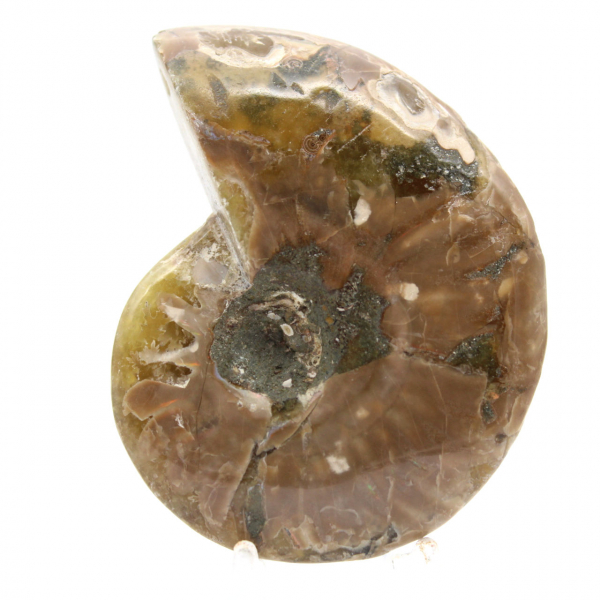 Small Polished Ammonite Fossil - Authentic Specimen from Madagascar
