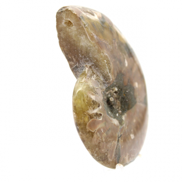 Small Polished Ammonite Fossil - Authentic Specimen from Madagascar