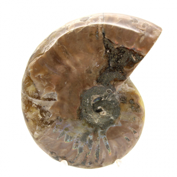 Small Polished Ammonite Fossil - Authentic Specimen from Madagascar