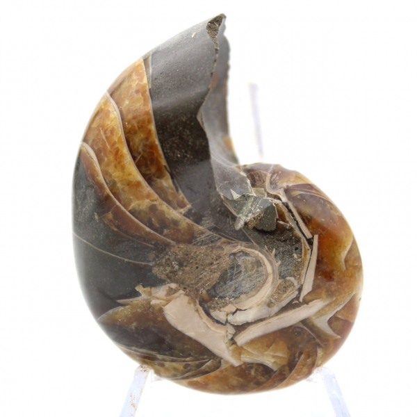 Polished Ammonite from Madagascar - Compact Specimen for Collectors