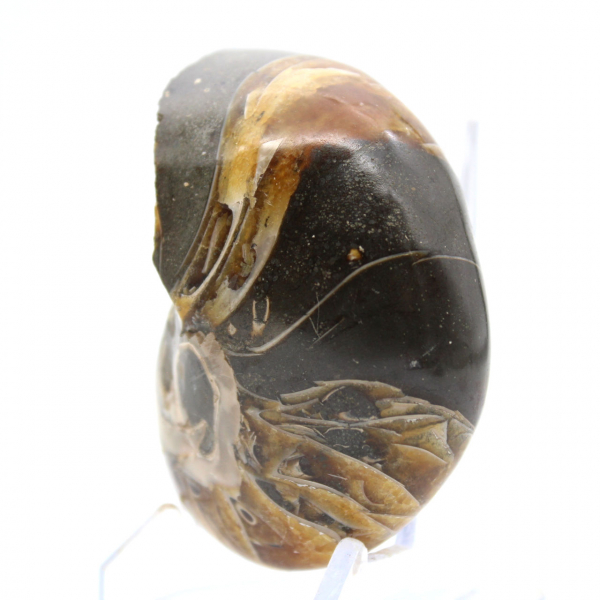 Polished Ammonite from Madagascar - Compact Specimen for Collectors