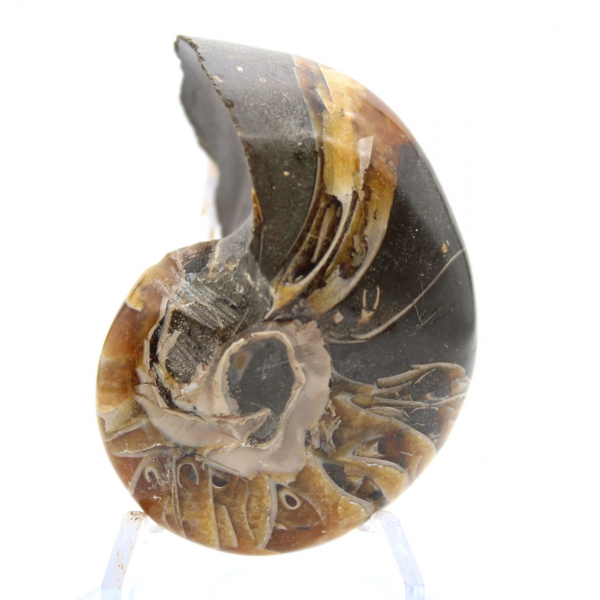 Polished Ammonite from Madagascar - Compact Specimen for Collectors