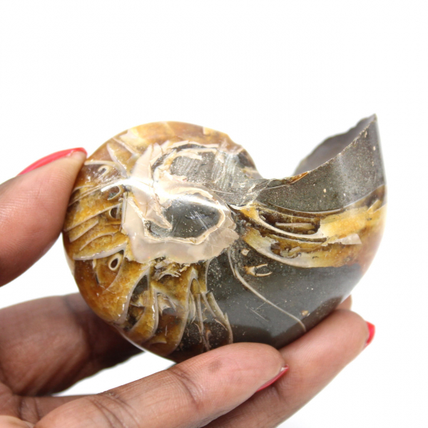 Polished Ammonite from Madagascar - Compact Specimen for Collectors