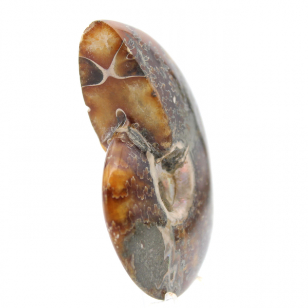 Polished Ammonite Fossil - Natural Decorative Object (70g)