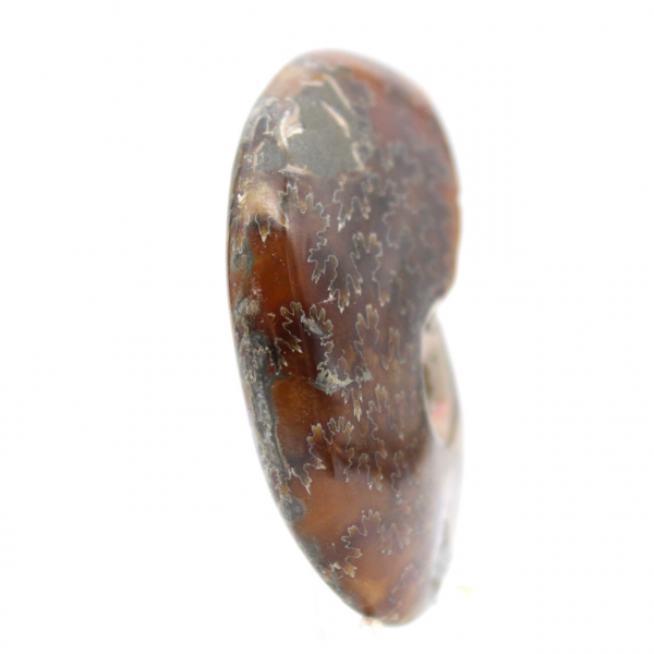 Polished Ammonite Fossil - Natural Decorative Object (70g)