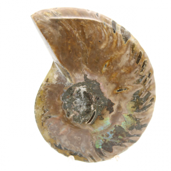 Narrow Polished Fossil Ammonite - History Stone of Madagascar